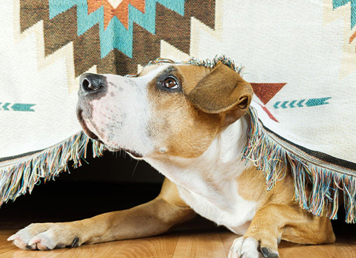 Stress & Anxiety in Pets
