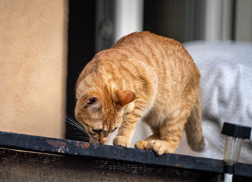 Recognizing a Sick Pet