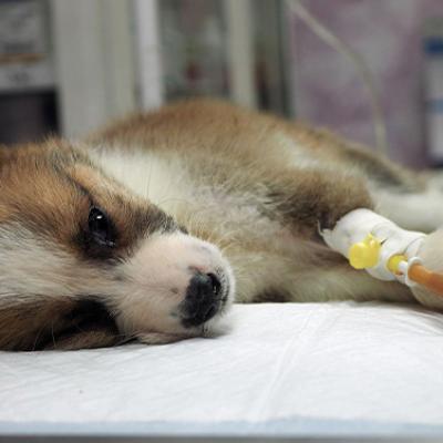 Animal Hospitalization